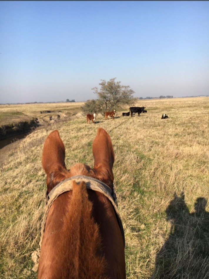 Campo ganadero de 73 hectareas con mejoras en Magdalena