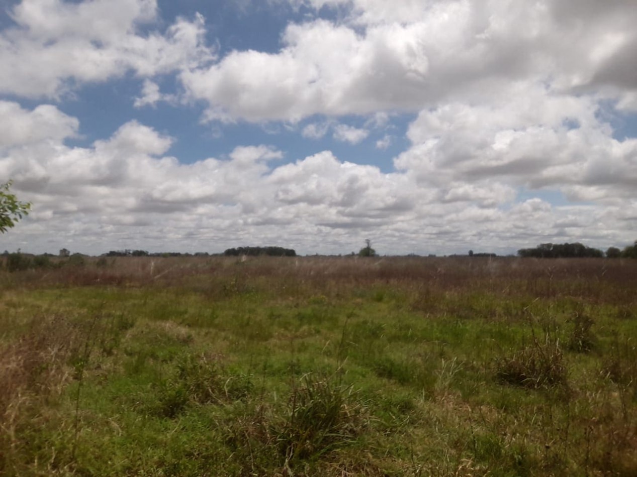 Hermoso campo de 5,6 hectareas en La Violeta (Partido de Pergamino)
