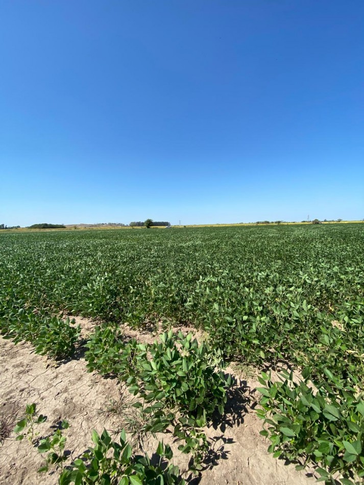 Campo de 42,5 hectareas agricolas en San Nicolas