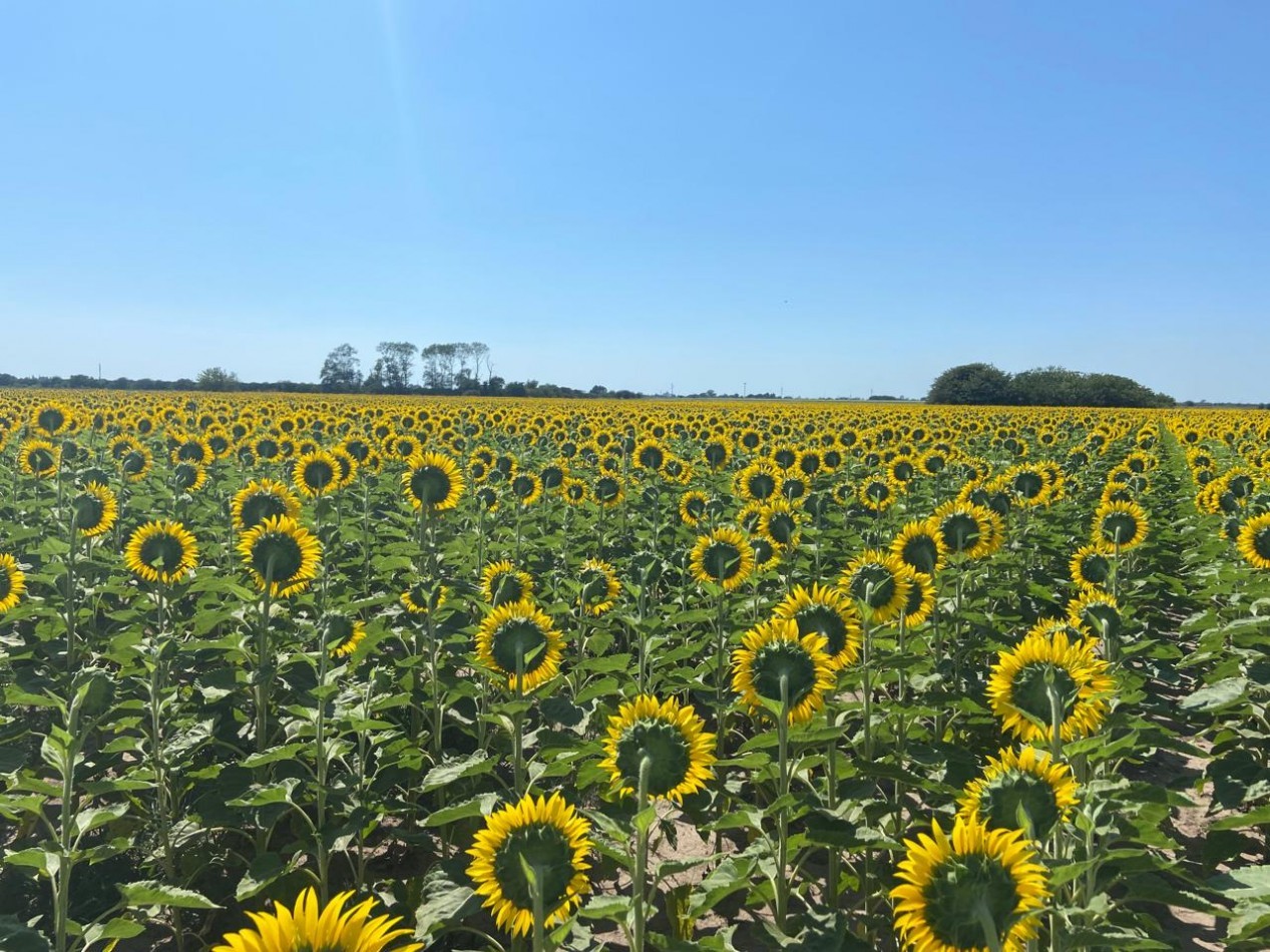 Campo de 42,5 hectareas agricolas en San Nicolas