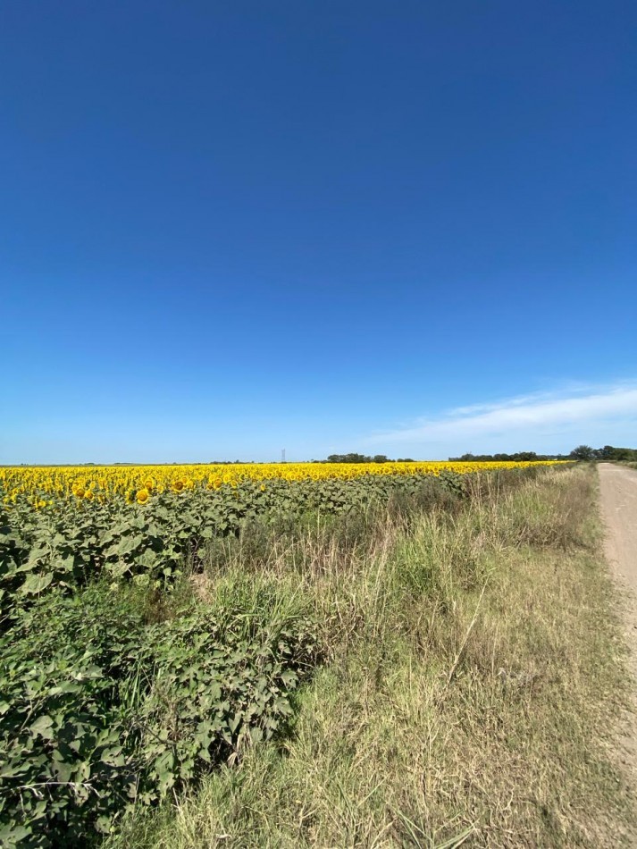 Campo de 42,5 hectareas agricolas en San Nicolas