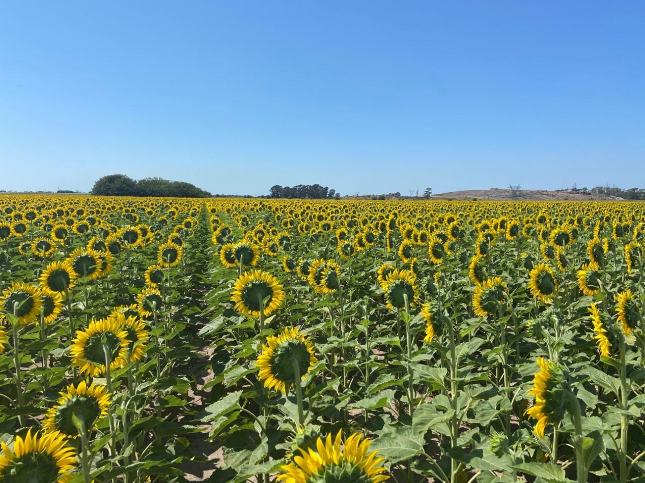 Campo de 42,5 hectareas agricolas en San Nicolas
