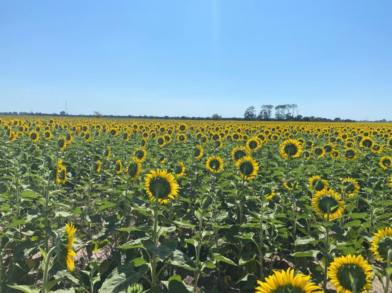 Campo de 42,5 hectareas agricolas en San Nicolas