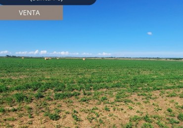Campo agricola de 40 hectareas en Rueda (Santa Fe)