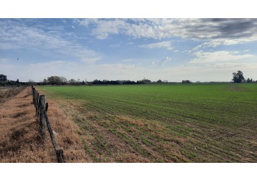 Campo agricola de 24,5 hectareas con mejoras en San Nicolas