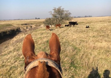 Campo ganadero de 73 hectareas con mejoras en Magdalena