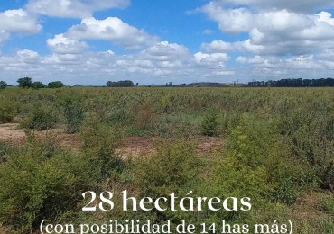 Campo de 28 hectareas en zona Molino Santa Clara