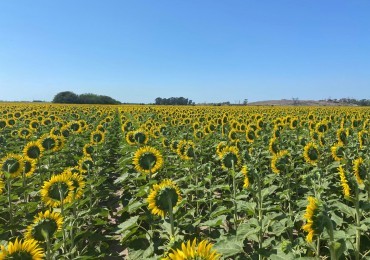 Campo de 42,5 hectareas agricolas en San Nicolas